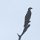 Meer- oder Fisch-Adler